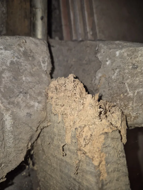 Cordon de termites, tunnel de terre agglomérée, courant sur un joint de maçonnerie de pierre dans un sous-sol sombre.